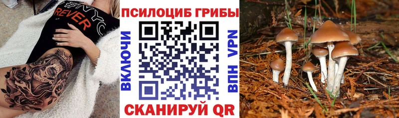 ссылка на мегу вход  Таганрог  Псилоцибиновые грибы Cubensis 